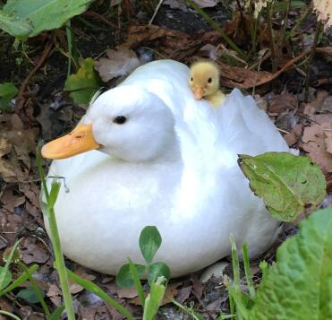 Even ducks love piggie backs!