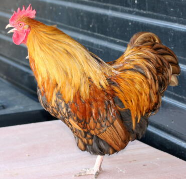 A gold laced orpington cockerel.