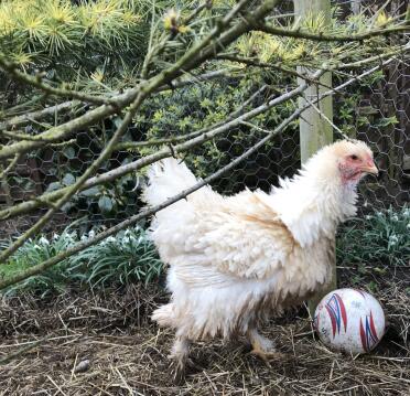 Brahma frizzle