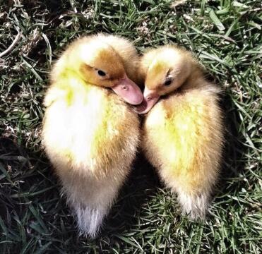 Call duckling brother and sister sunbathing. they were trying to make a heart ;)