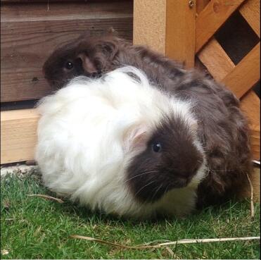 Dad & son texel piggies 