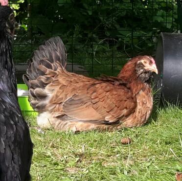 Araucana hen leia