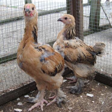 A pair of brahma chickens.