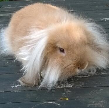 Orange mini lion lop 