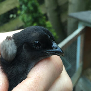 Headshot of a ayam cemani chick.