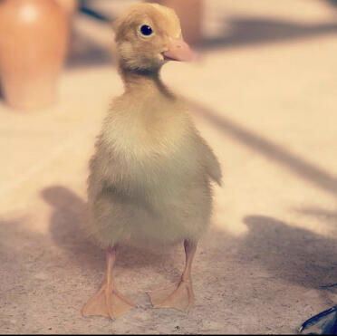 What a sweet little duckling!