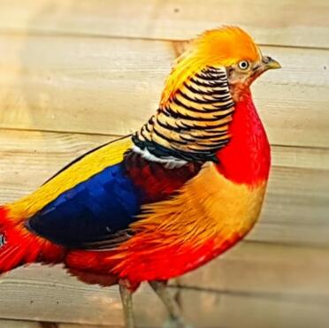 Golden pheasant cock