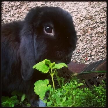 Self black mini lop 