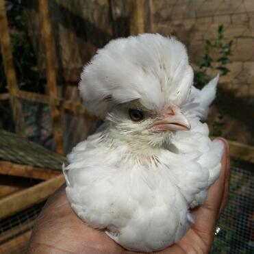 My polish pullet ♡♡♡