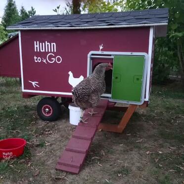 The autodoor fits on any coop!