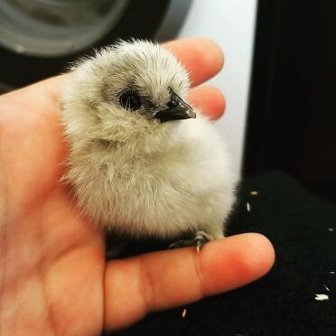 Chick in hand