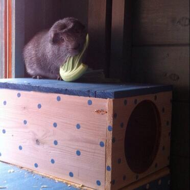 Harvey loves he's green foods 