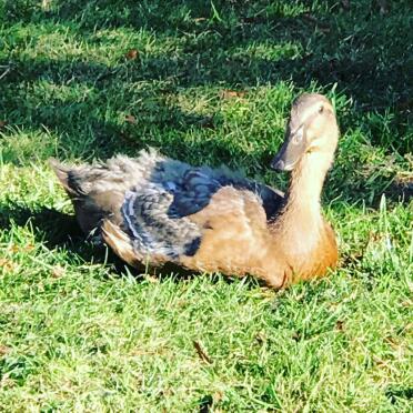 Ducks love to sunbathe!