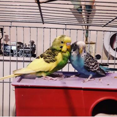 Budgies are great pets for the whole family!