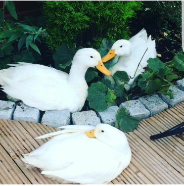 Ducks are such happy pets!