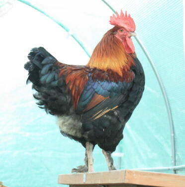 A large maran cockerel!