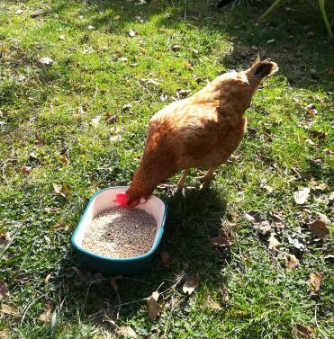 Chicken eating food