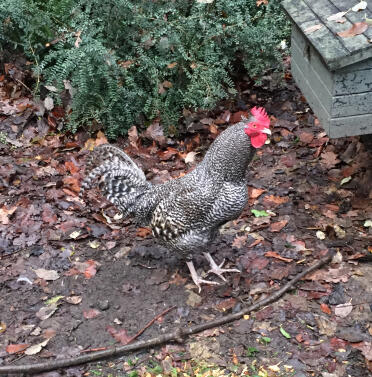 Alert scots grey cockerel.