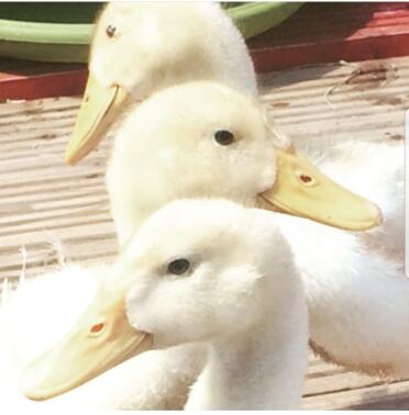 Ducks love to sunbathe!