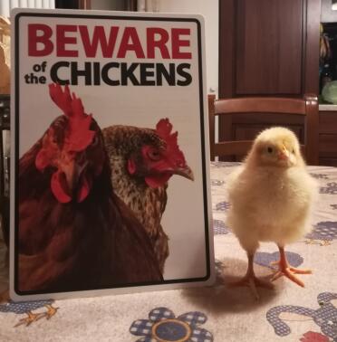 Beware of this chick!