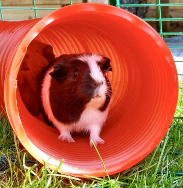 Guinea pigs love tunnels