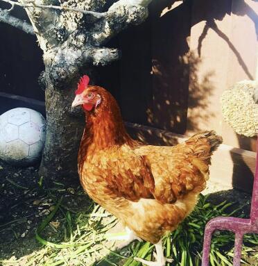 Chicken in garden