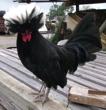 Wiggy - poland cockerel