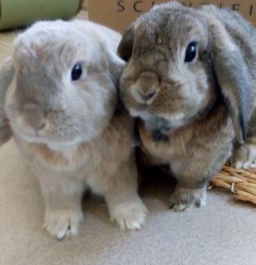 Peter and Pippa, mini lop brother and sister