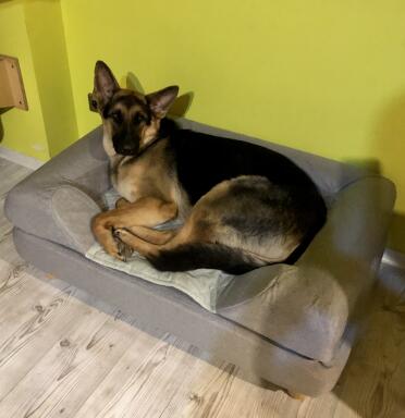 The bed is suitable for large breeds