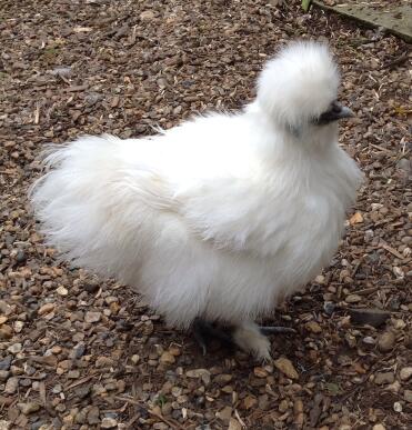 White miniature silkie hen