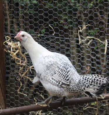 My brakel hen stripey on the Omlet perch 