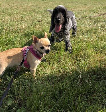 Pups love to make friends on walkies!