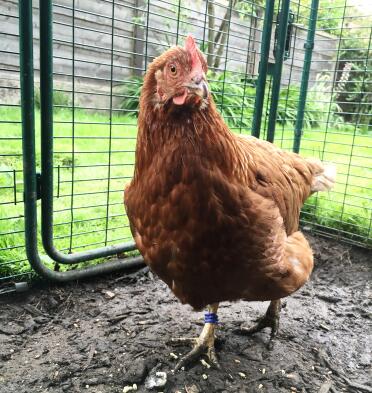 Beatrice striding out in blue!