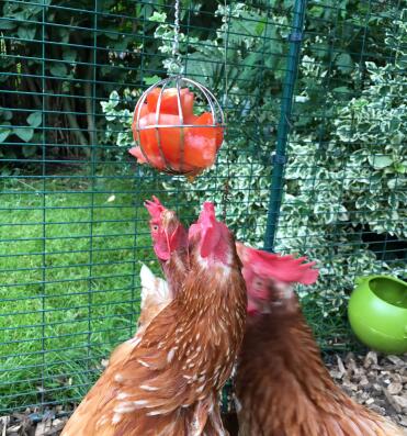 The ladies love attacking their food ball full of tomatoes!