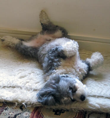 Zzzzzzzzzzzz ... looks comfy bo!