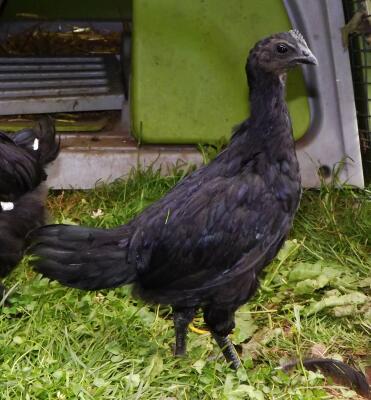 Ayam cemani chick