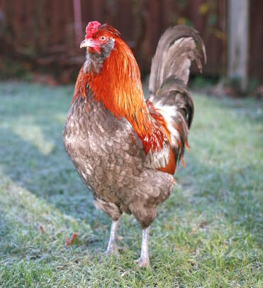 What a striking cockerel!