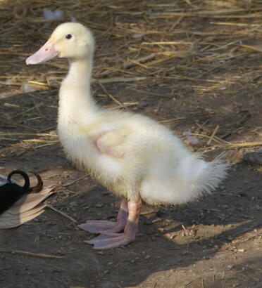 What a sweet fluffy duckling