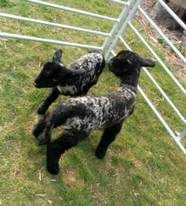 my lambs 