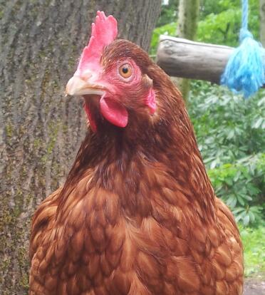 This is mrs hen balancing on a ball x