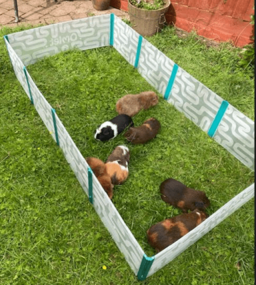 My guinea pigs really enjoy the space in the playpen!