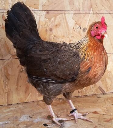 What a gorgeous hen!