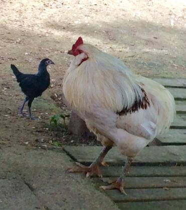 Chickens come in all shapes and sizes!