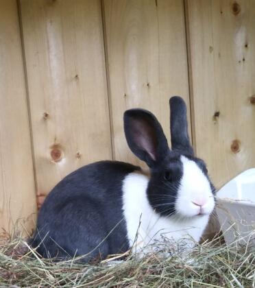 Dutch bunnies are so sweet!