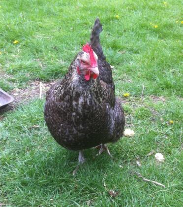 A maran chicken enjoying a stroll.