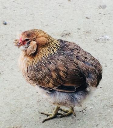 What a sweet araucana chicken!