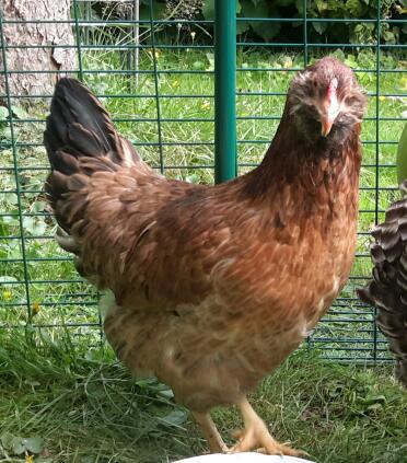 Araucana hen leia