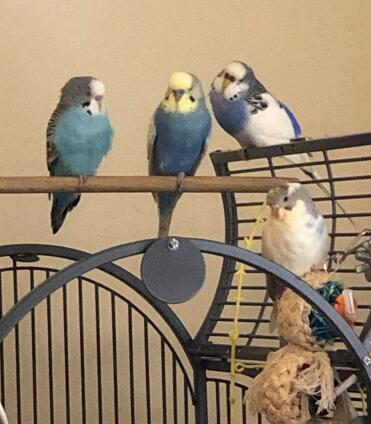 Budgies Perching