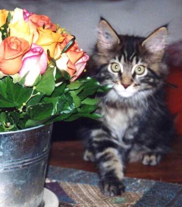 Maine coons are such a beautiful breed of cat!