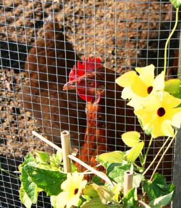 My girls love flowers too!